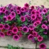 Ile dni kiełkuje petunia z nasion w granulkach